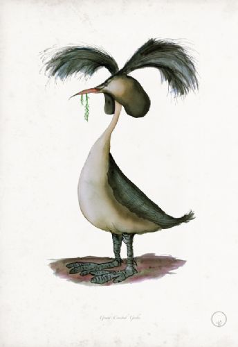 Great Crested Grebe - artist signed print